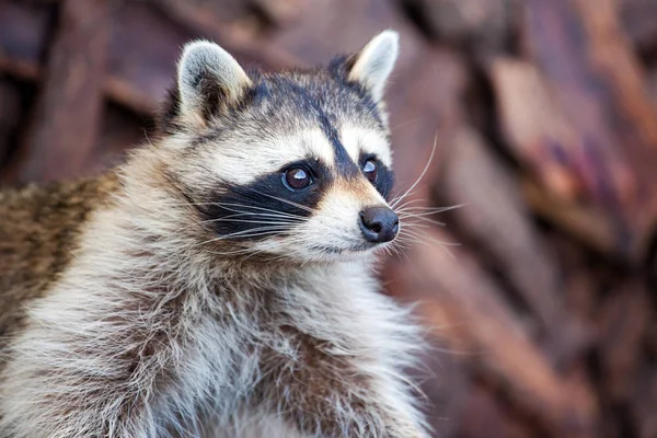 Schattig Snuit Van Een Wasbeer — Stockfoto