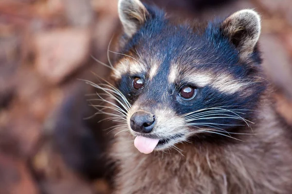 Muselière Mignonne Raton Laveur Avec Langue Qui Sort — Photo