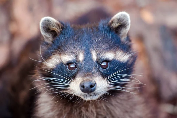 Cute Muzzle Raccoon — Stock Photo, Image