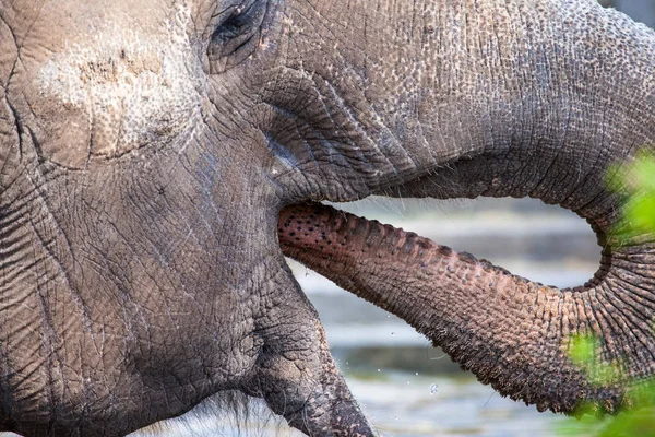 Elefante Bebe Água Com Tronco Close — Fotografia de Stock