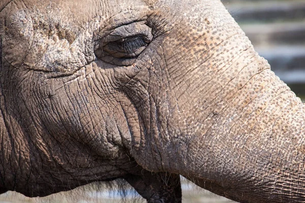 Focinho Elefante Com Pele Texturizada Áspera Close — Fotografia de Stock
