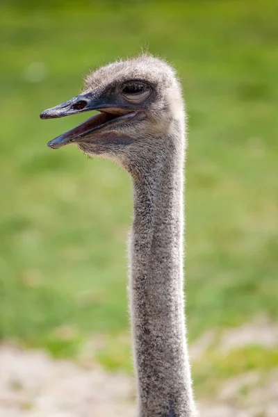 Het Hoofd Lange Nek Van Een Struisvogel — Stockfoto