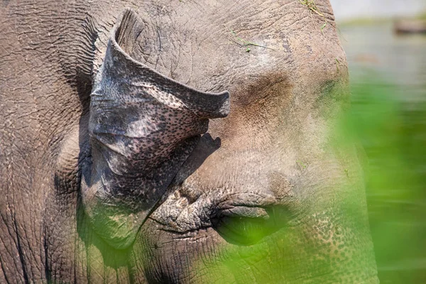 Focinho Elefante Com Pele Texturizada Áspera Close — Fotografia de Stock