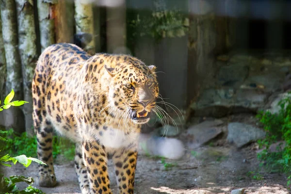 Belo Leopardo Brilhante Olha Cuidadosamente Para Presa — Fotografia de Stock