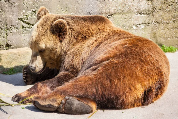 a big brown bear lies and basks in the sun