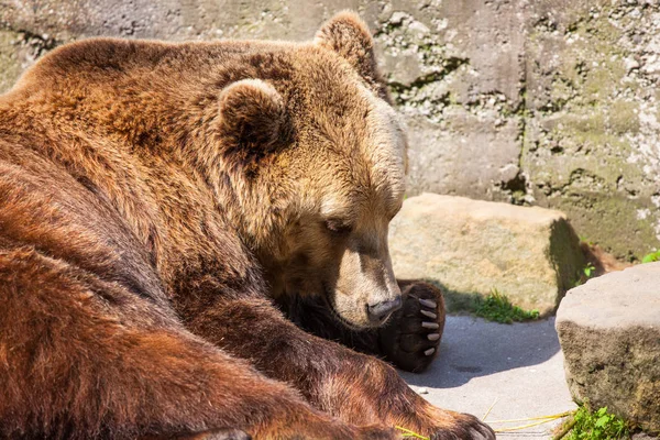 Gros Ours Brun Couche Prélasse Soleil — Photo