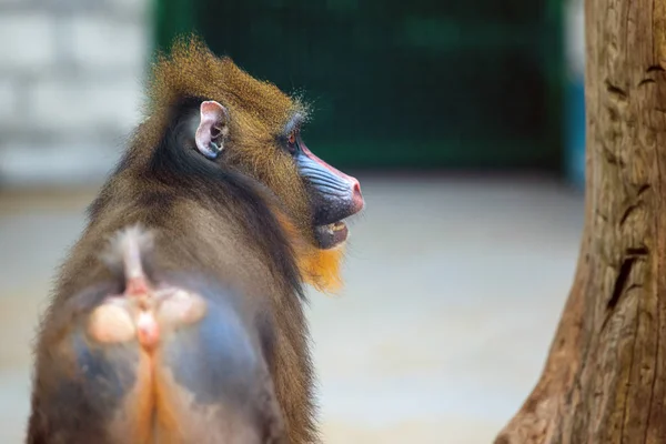 Νέοι Μαϊμού Mandril Γύρισε Προς Πίσω — Φωτογραφία Αρχείου