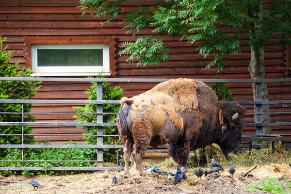 Muda Bisonte — Foto de Stock