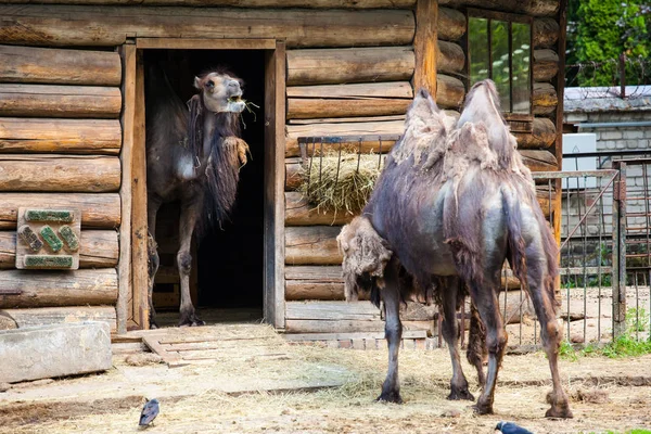 Muda Camello Dos Jorobas — Foto de Stock