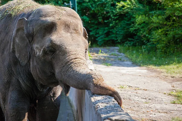 Elefante Está Entediado Para Cerca — Fotografia de Stock