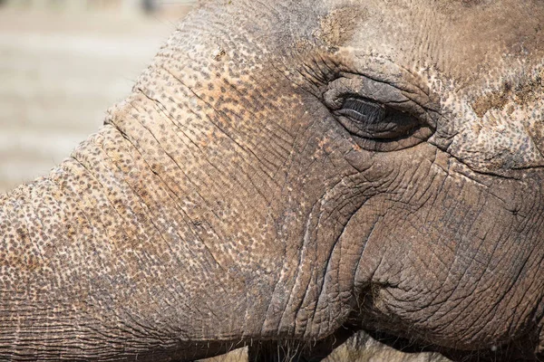 Focinho Elefante Com Pele Texturizada Áspera Close — Fotografia de Stock