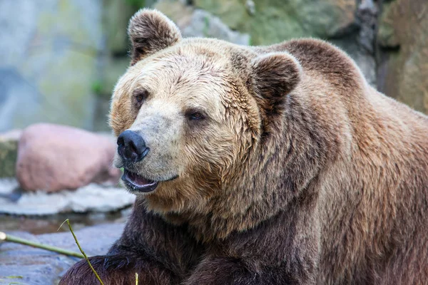 Καφέ Αρκούδα Τρώει Πράσινο Κλωνάρι Γκρο Πλαν — Φωτογραφία Αρχείου