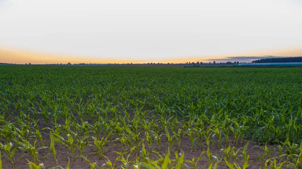 농장에서 옥수수 — 스톡 사진