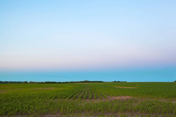 Paisagem Noite Com Céu Crepúsculo Sobre Campo Milho Jovem Uma — Fotografia de Stock