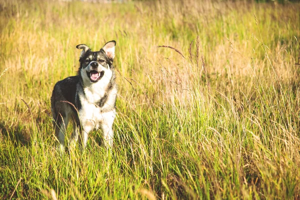 Feliz Sorrindo Cão Cinza Natureza Tonificado — Fotografia de Stock