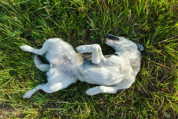 Playful Cheerful Little Dog Lying Grass Scratching His Back Grass — Stock Photo, Image