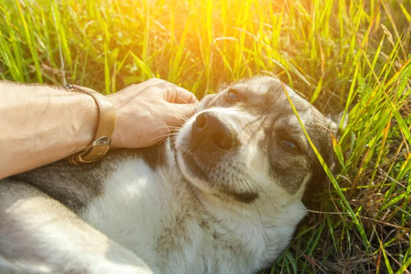 Persona Accarezzando Cane Grigio Sulla Natura Tonica — Foto Stock