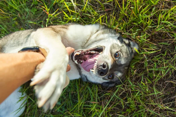 Mutlu Gülümseyen Gri Köpek Doğada Oynuyor — Stok fotoğraf