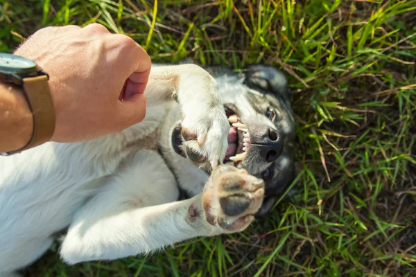 Happy Smiling Gray Dog Playing Nature — Stock Photo, Image