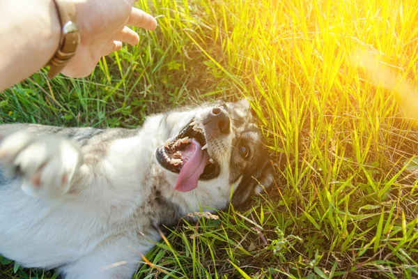 Boldog Mosolygó Szürke Kutya Játszik Természetben Tónusú — Stock Fotó