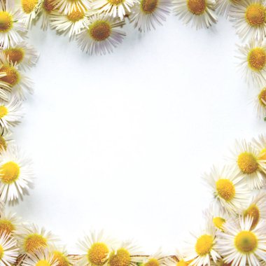 chamomiles tonda beyaz zemin üzerine çerçevesinden
