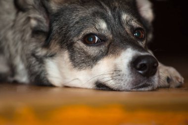 Çok üzgün gri köpek hüzünlü gözleri ile