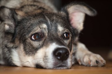 Çok üzgün gri köpek hüzünlü gözleri ile