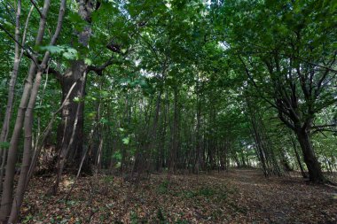 yoğun bir yeşil orman güneş ışınlarının