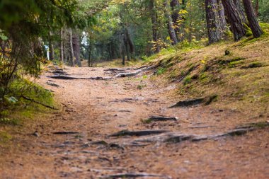 gizemli toprak yol bir iğne yapraklı orman