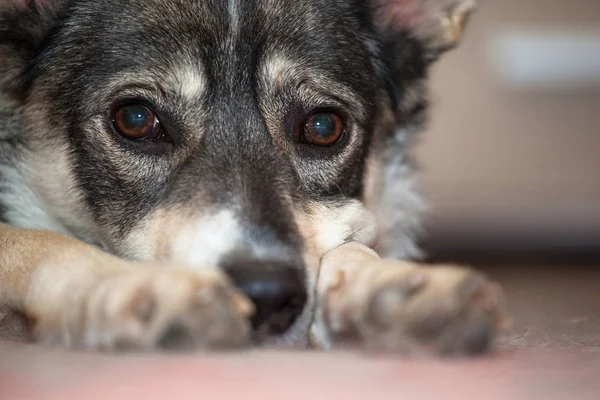 Pretty Sad Gray Dog Sad Eyes — Stock Photo, Image