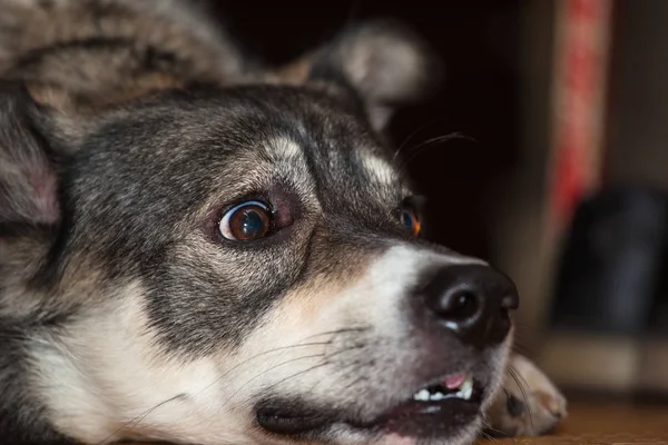 Focinho Cão Cinza Close Com Olhos Assustados — Fotografia de Stock