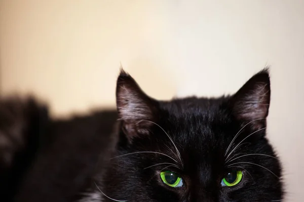 Fekete Macska Világos Zöld Szemek — Stock Fotó