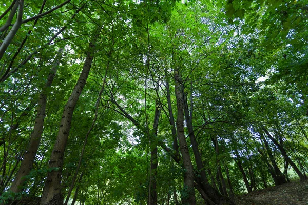 Strålar Sol Tät Grön Skog — Stockfoto