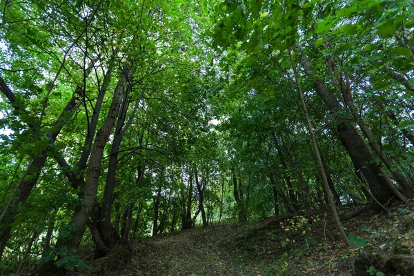 Raios Sol Uma Floresta Verde Densa — Fotografia de Stock