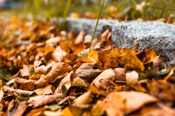 Gelbes Trockenes Laub Auf Dem Gehweg Neben Dem Bordstein — Stockfoto