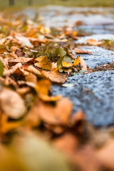 Žlutá Suché Listí Chodníku — Stock fotografie