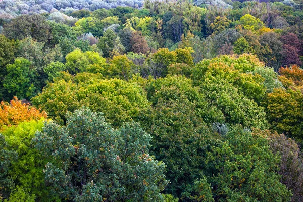 Vista Superior Das Coroas Brilhantes Das Árvores — Fotografia de Stock