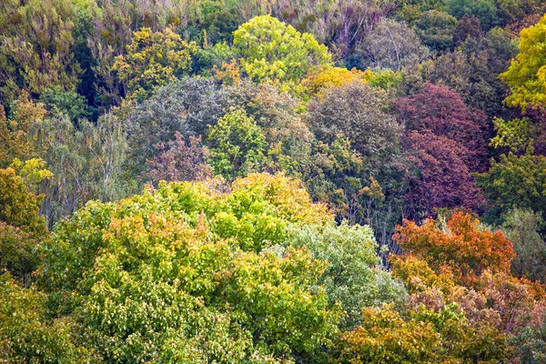 Vista Superior Das Coroas Brilhantes Das Árvores — Fotografia de Stock