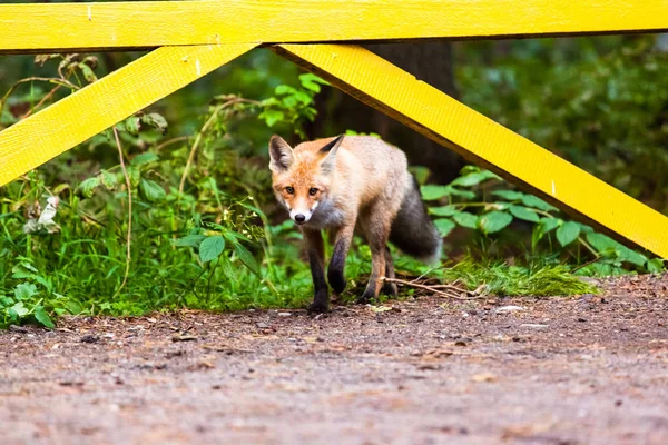 Petit Renard Sauvage Dans Forêt Verte — Photo