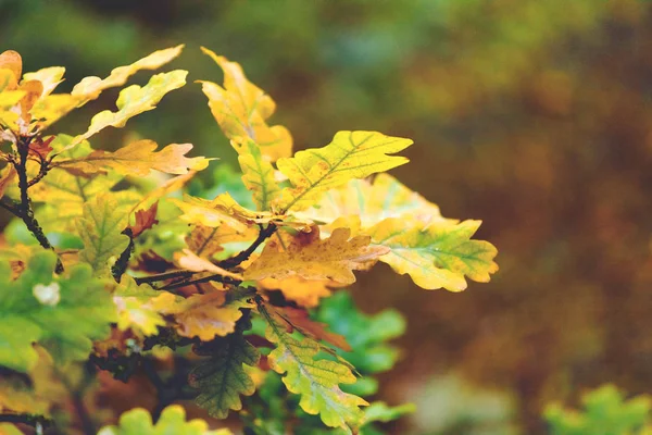 トーン 枝に葉を黄色の秋オーク — ストック写真