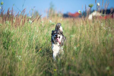 doğada mutlu gülümseyen gri köpek