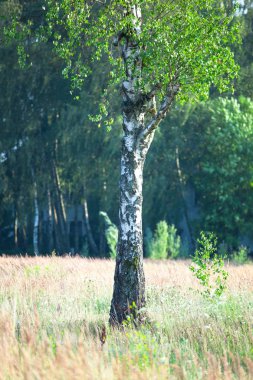 Yalnız bir huş bagajında