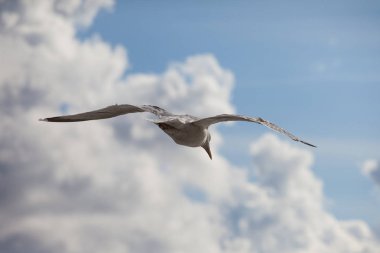 deniz martı bir bulutlu gökyüzü karşı uçar