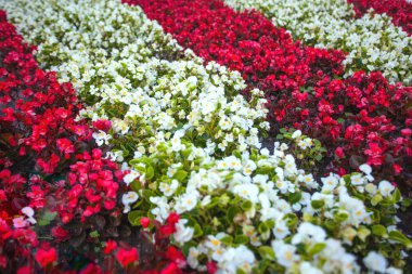 küçük kırmızı ve beyaz çiçekler, arka plan ile flowerbed