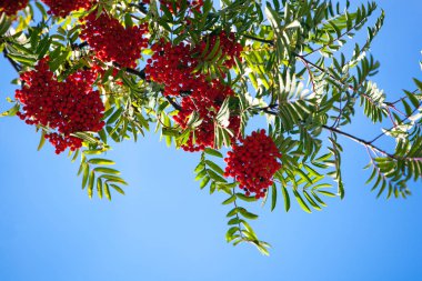 bir avuç kül dal mavi gökyüzü