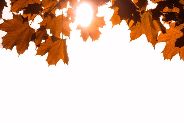 autumn maple leaves on white background in sunlight, copyspace