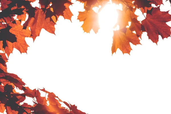 Podzimní Javorové Listy Bílém Pozadí Slunečním Světle Tónovaný Copyspace — Stock fotografie