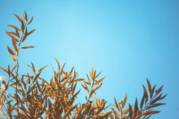 青い空を背景に枝に小さな黄色の葉 — ストック写真