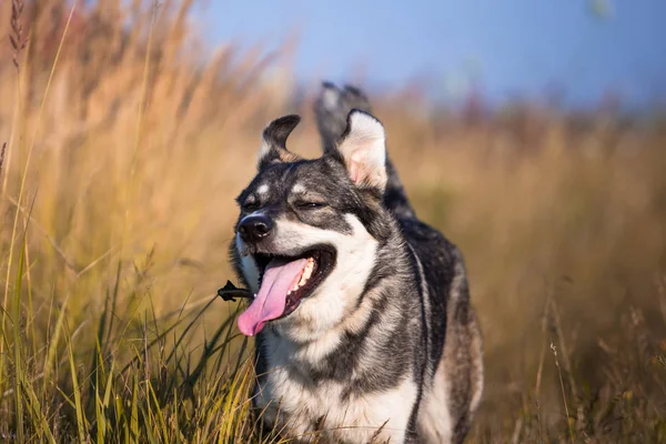 Feliz Sorrindo Cão Cinza Natureza Outono — Fotografia de Stock