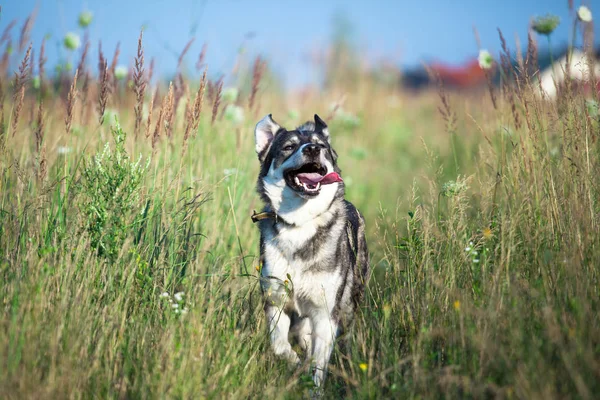 Feliz Sorrindo Cão Cinza Natureza — Fotografia de Stock